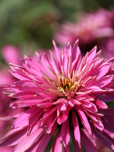 Echinacea purpurea red baron